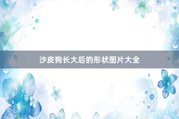 沙皮狗长大后的形状图片大全